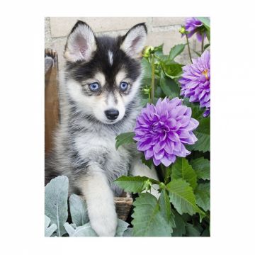 Puzzle Ravensburger Caine Husky