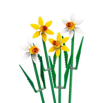 Daffodils 40747