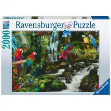 PUZZLE PAPAGALI IN JUNGLA, 2000 PIESE